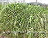 Calamagrostis acutiflora Karl Foerster photo and description grass for jungle look