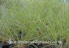 Eragrostis curvula Weeping Love Grass photo and description