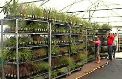 Grasses wholesale UK Nursery Growers