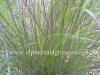 Panicum virgatum Shenandoah photo and description