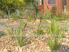 Pennisetum thunbergii Red Buttons photo and description