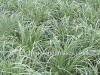 Carex comans Frosted Curls photo and description
