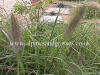 Pennisetum Moudry Black Fountain Grass photo and description