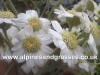 achillea ageratifolia photo and description