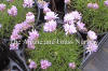 Armeria juniperfolia Bevan's Variety photo and description