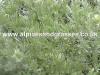 Artemisia schmidtiana Nana photo and description