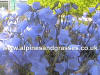Campanula cochlearifolia Baby Blue photo and description