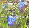 Commelina dianthifolia Electric Blue photo and description