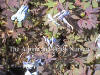 Corydalis flexuosa Purple Leaf photo and description