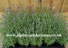 Lavandula Lavender angustifolia 'Blue Scent' English dwarf lavender