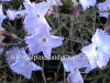 Dianthus Whatfield Wisp photo and description