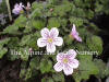 Erodium reichardii roseum photo and description
