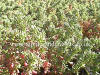 Frankenia thymifolia photo and description