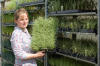 Hayley Merrison holding Carex Frosted Curls Grass Plugs 51 per tray