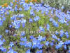 Lithodora diffusa Heavenly Blue photo and description