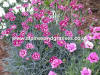 Dianthus Night Star photo and description