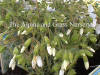 Phlox subulata White Delight photo and description