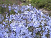 Phlox subulata Emerald Cushion Blue photo and description