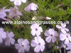 Phlox Lilac Cloud photo and description
