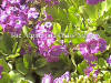 Primula x pubescens Boothman's Variety photo and description