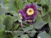 Primula Garden auricula photo and description