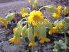 Primula veris photo and description