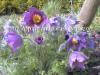 Pulsatilla vulgaris Purple photo and description