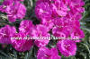 Dianthus Warden Hybrid photo and description