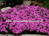 Dianthus Whatfield Can Can photo and description