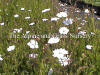 Arenaria montana photo and description