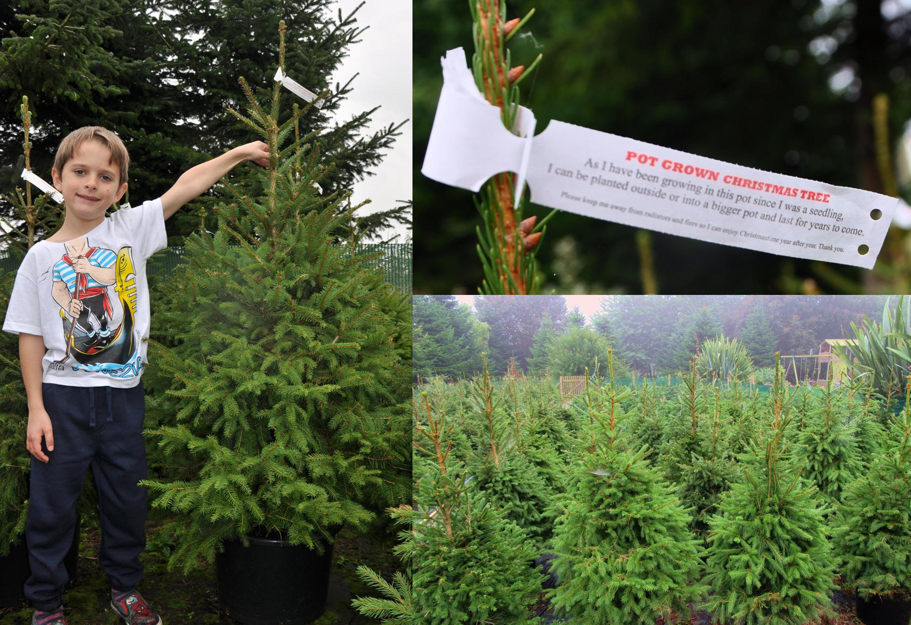 Christmas trees pot grown mail order Lincolnshire