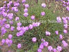 Dianthus Pink Jewel photo and description