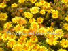 Delosperma nubigenum Mesembryanthemum Batsutoland photo and description