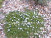 Pratia angulata Treadwellii photo and description